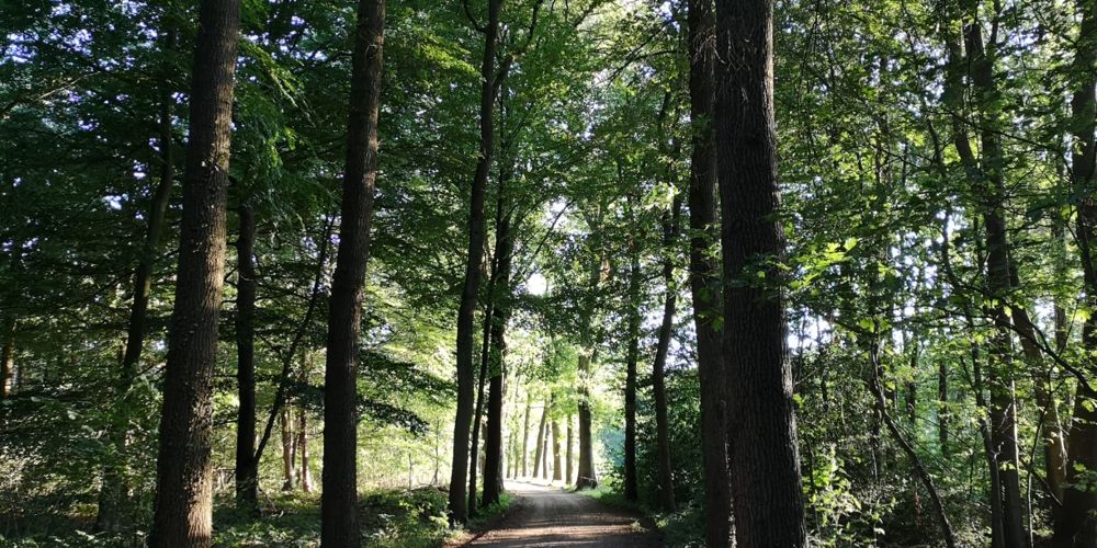 Bospad in de omgeving van de praktijk in Arnhem Noord