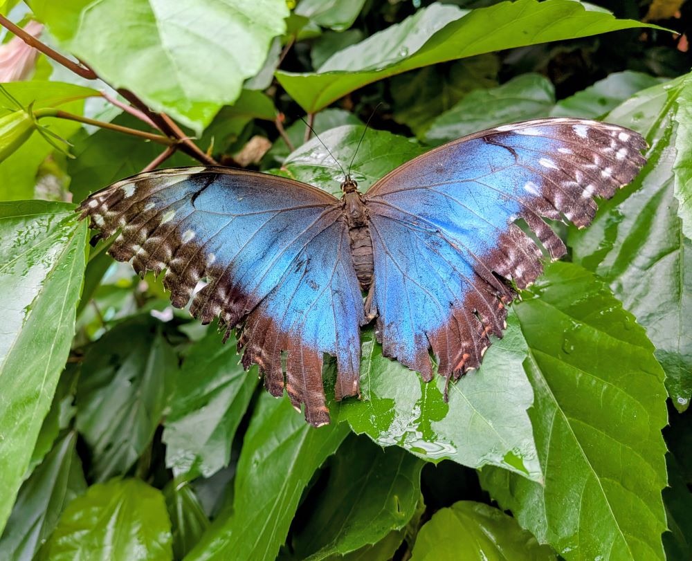Blauwe morphovlinder op een groen blad, symbool voor transformatie en verandering